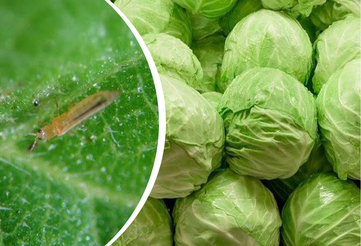 Фото: Управление Россельхознадзора по Красноярскому краю/tg.me