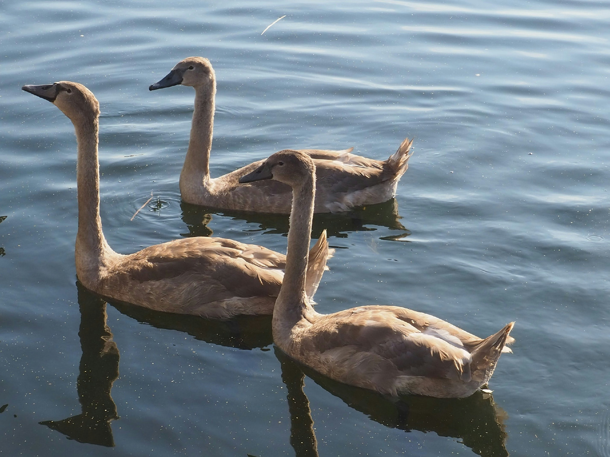 Картинка с бесплатного фотостока https://unsplash.com, автор Evgeniy D.