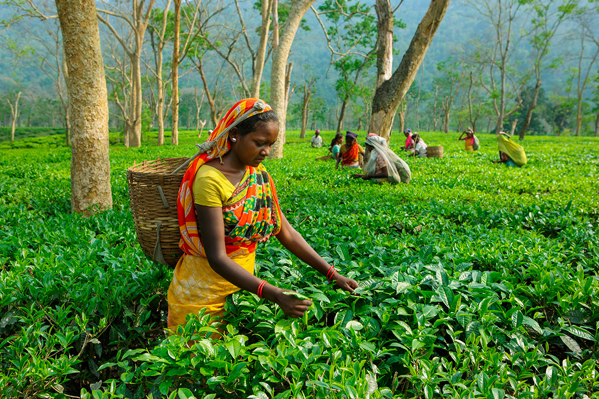Hari Mahidhar / Shutterstock / FOTODOM📷Сбор чая в Индии