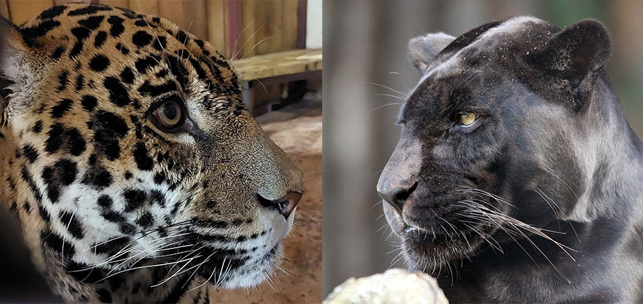    Хищник приехал из пензенского зоопарка, чтобы создать пару с местной красавицей
