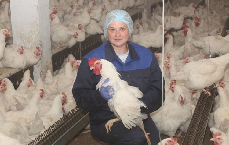    Бриллиантовый сертификат «Клуба Росс 150» у Кузбасской птицефабрики