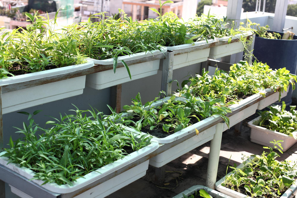 Мини-огород в контейнерах