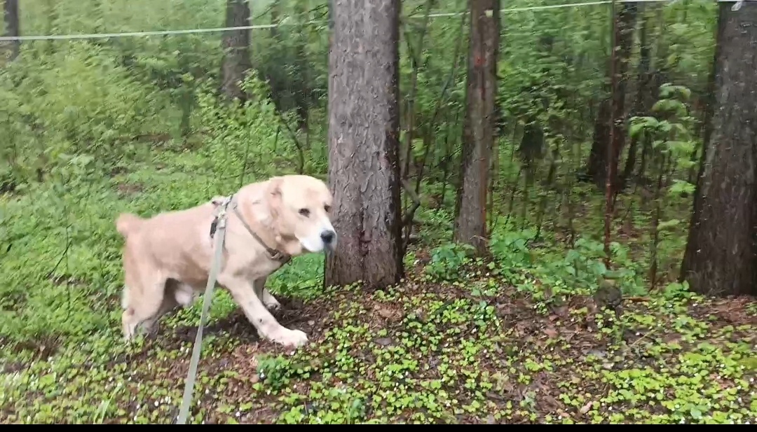 Вулкан на прогулке 20 мая 2025