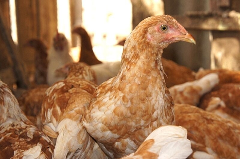    Иллюстрация фотобанка Ростовского отделения СЖР Екатерина Молчанова