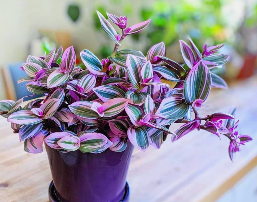 Традесканция