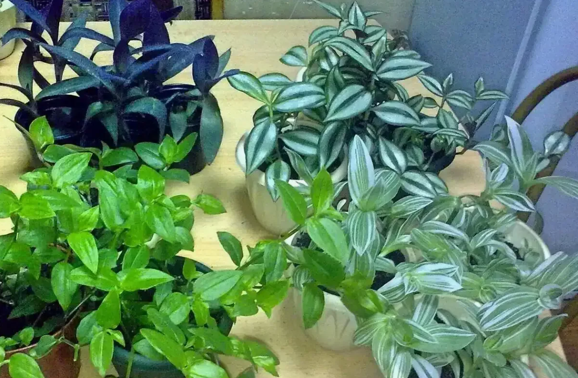 Традесканция