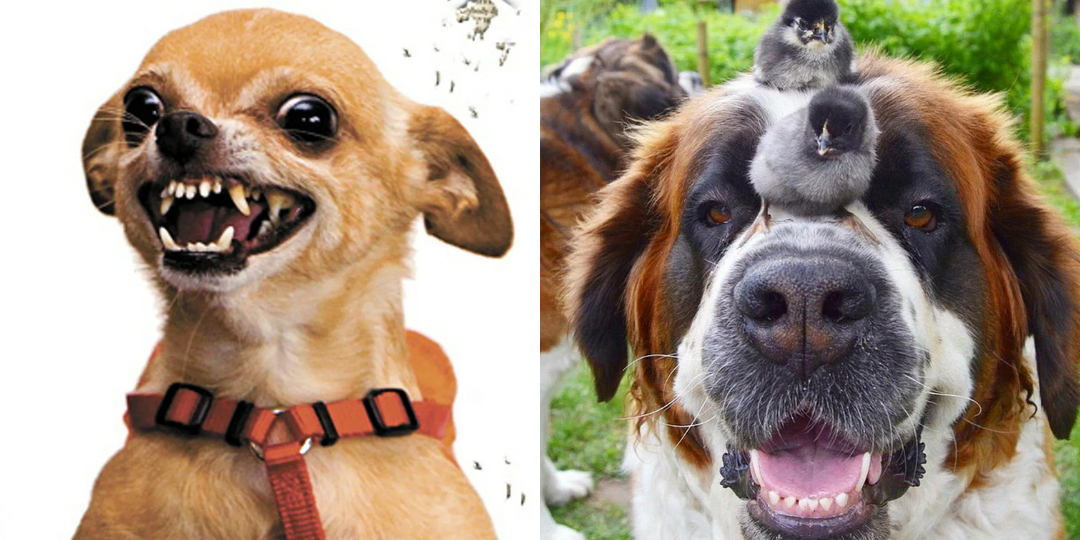 Бездомные собаки не опаснее домашних: кого на самом деле стоит бояться