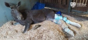    Фото: Минсельхоз Московской области