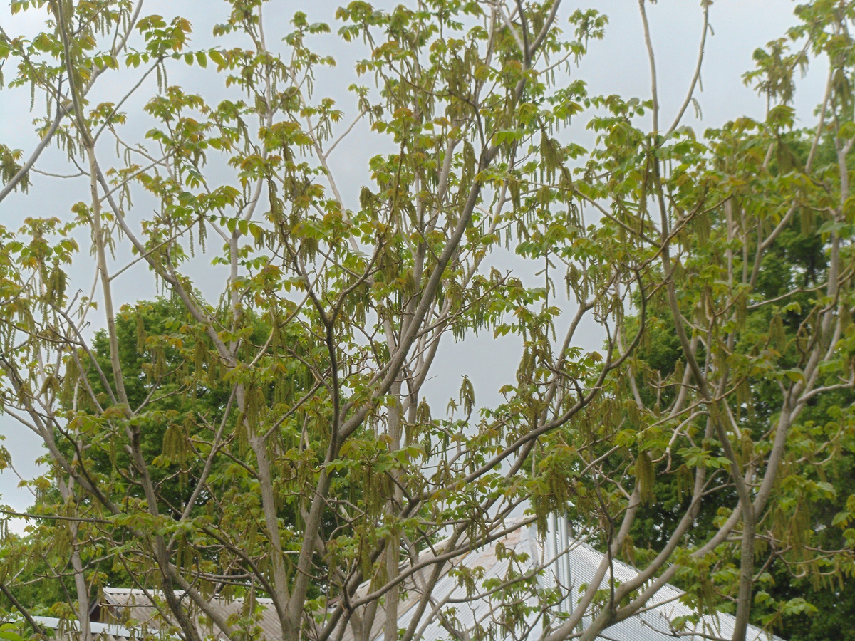 (текущее фото сердцевидного.фото личного архива)