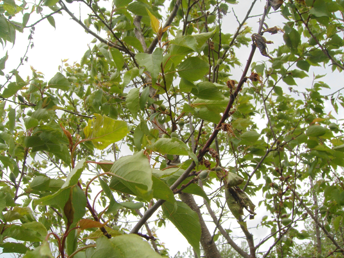 (абрикос.фото личного архива.)