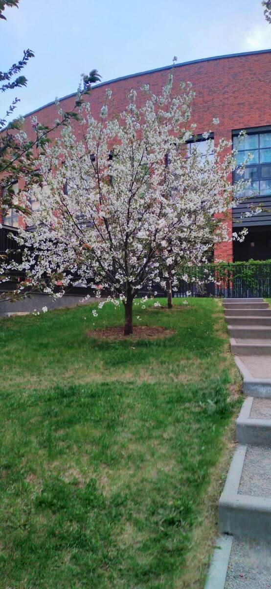 Наконец то в Питере цветение началось