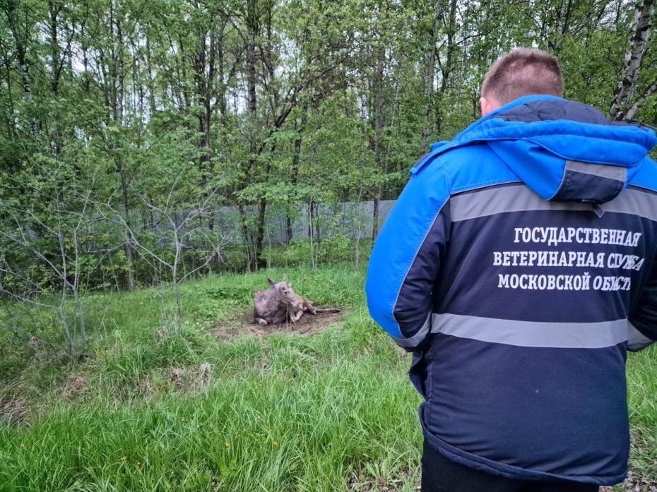    Денис Воронин/АГН «Москва»