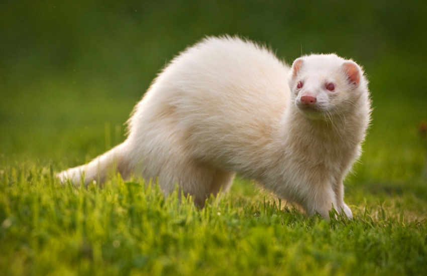 Домашний хорек - альбинос. Фотография из интернета