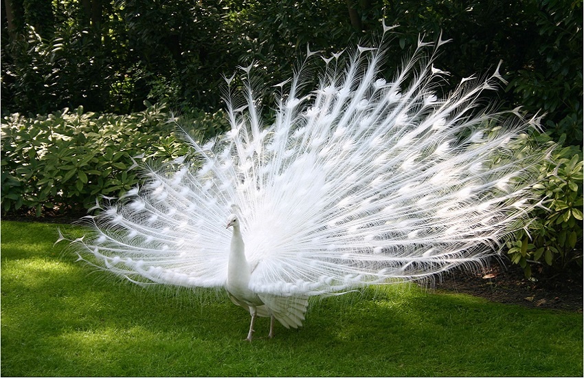 Белый павлин - мутация обыкновенного павлина. Вероятнее всего - лейкист, хотя очень редко встречаются павлины альбиносы. Фотография из интернета.