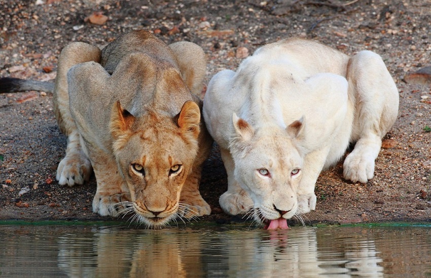 Львы в Тимбавати, обыкновенный и лейкист. Фотография из интернета.