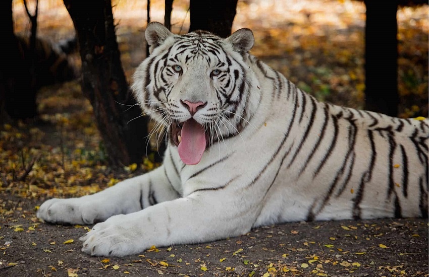 Бенгальский тигр, лейкист. Фотография из интернета.