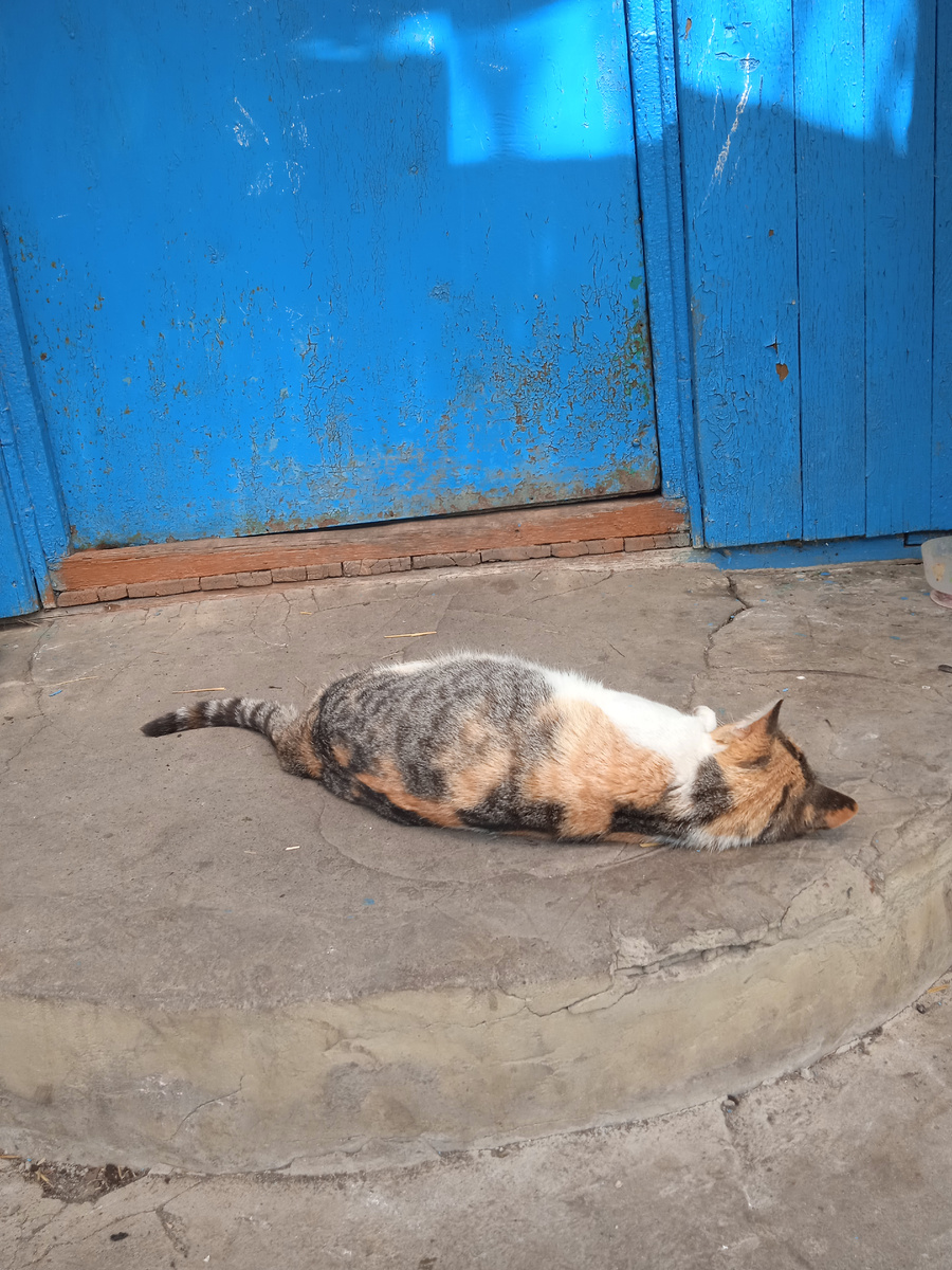 Ее сложно сфотографировать. Нашла фото дочки)