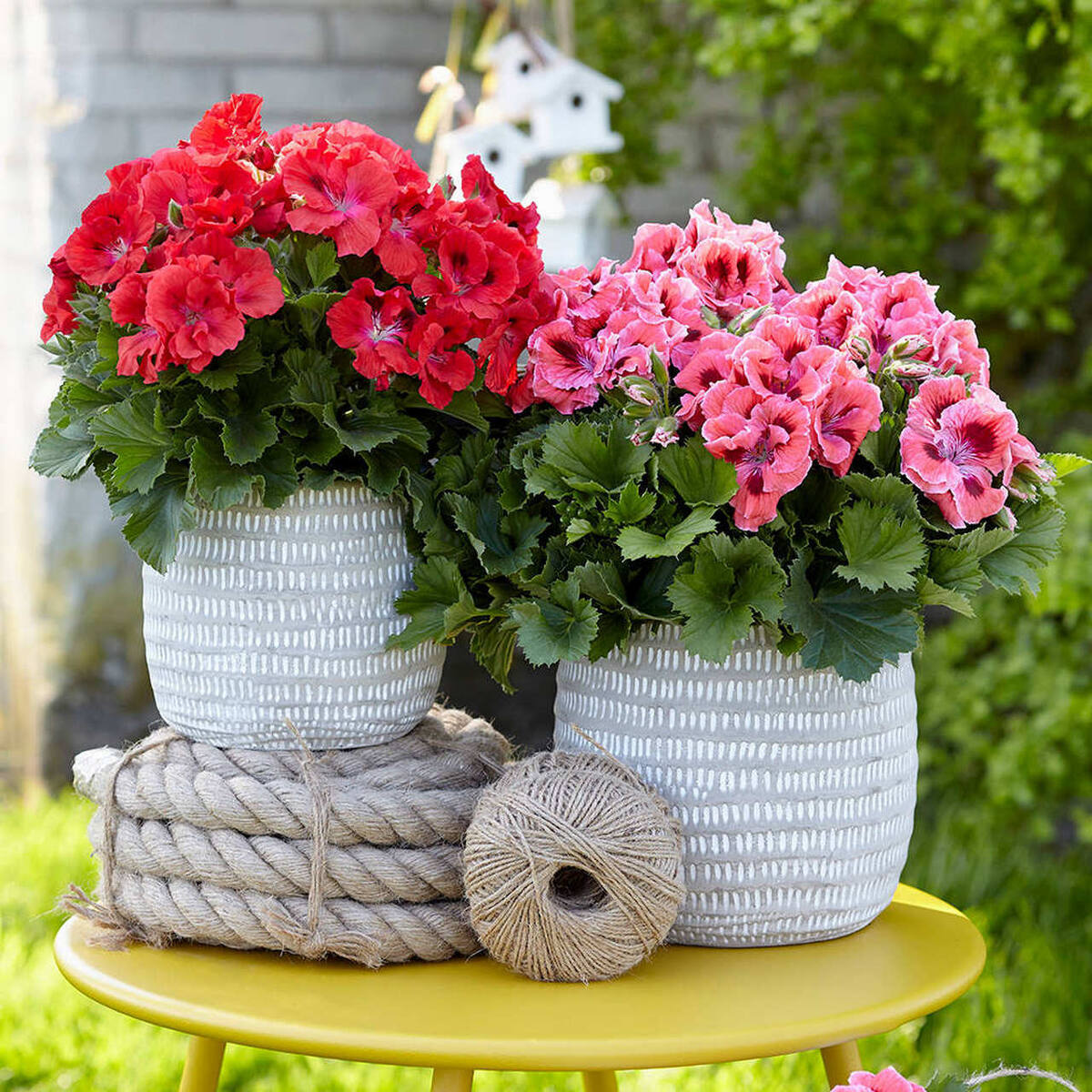 Королевская пеларгония (Pelargonium grandiflorum)