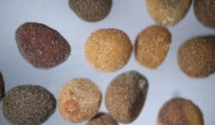    Повилика загрязняет тонны зерна в Курской области