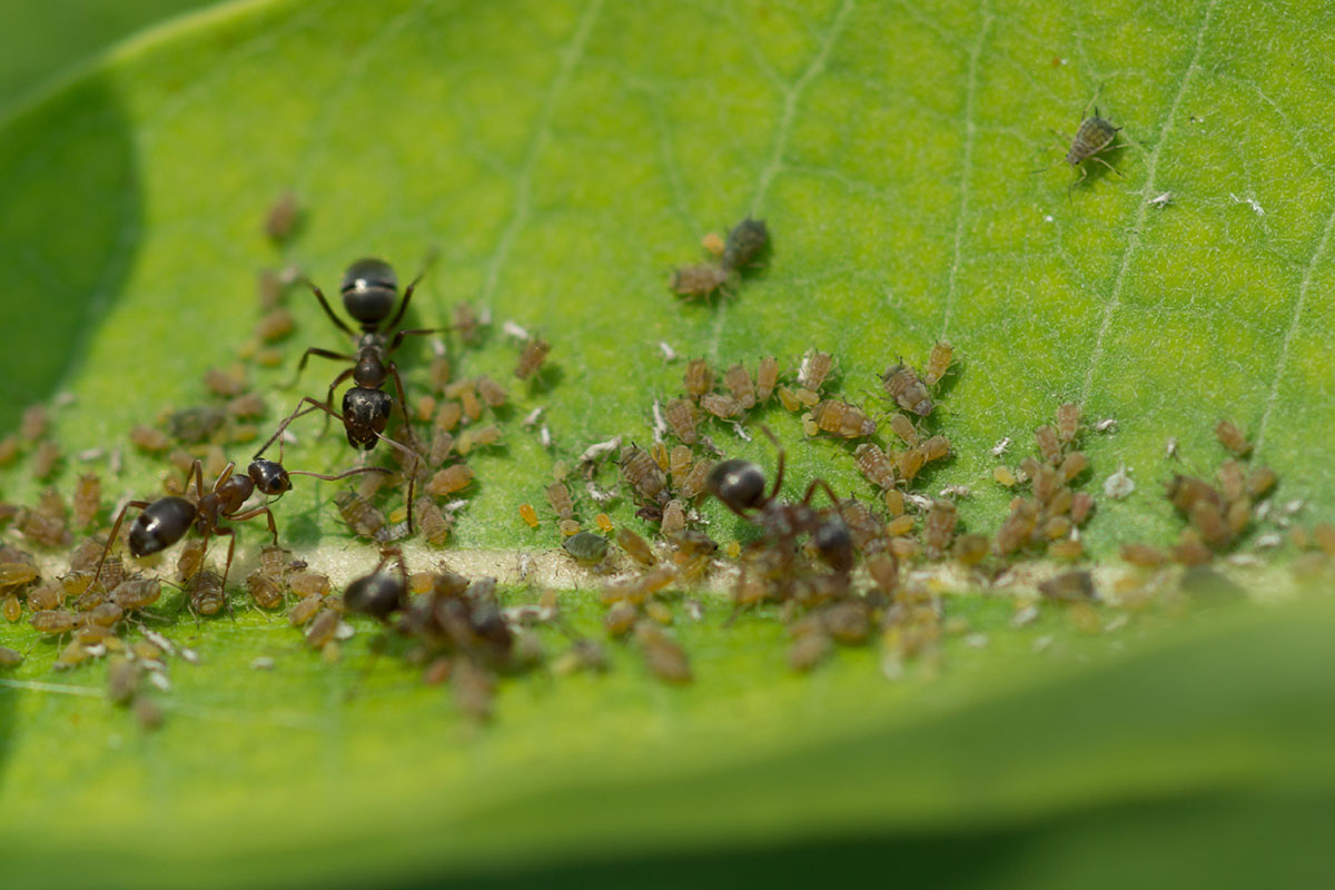 Муравьи заботятся о тле и постоянно разносят ее по участку, поэтому от них не менее важно вовремя избавляться. Источник: Shutterstock📷
