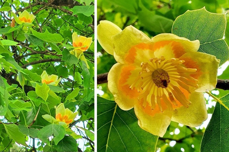 Фото: t.me/park_uzk