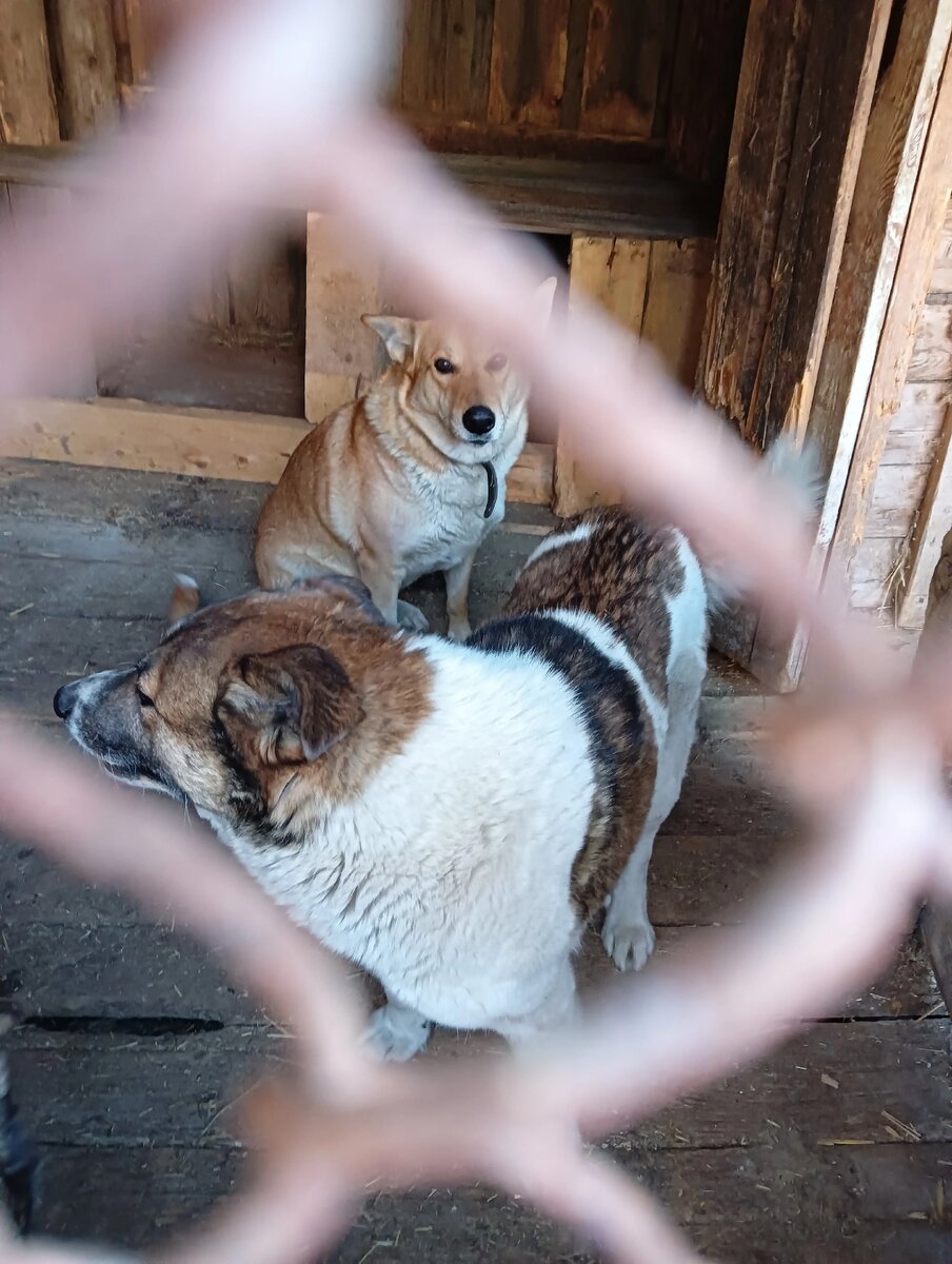 Привыкают жить в вольере 
