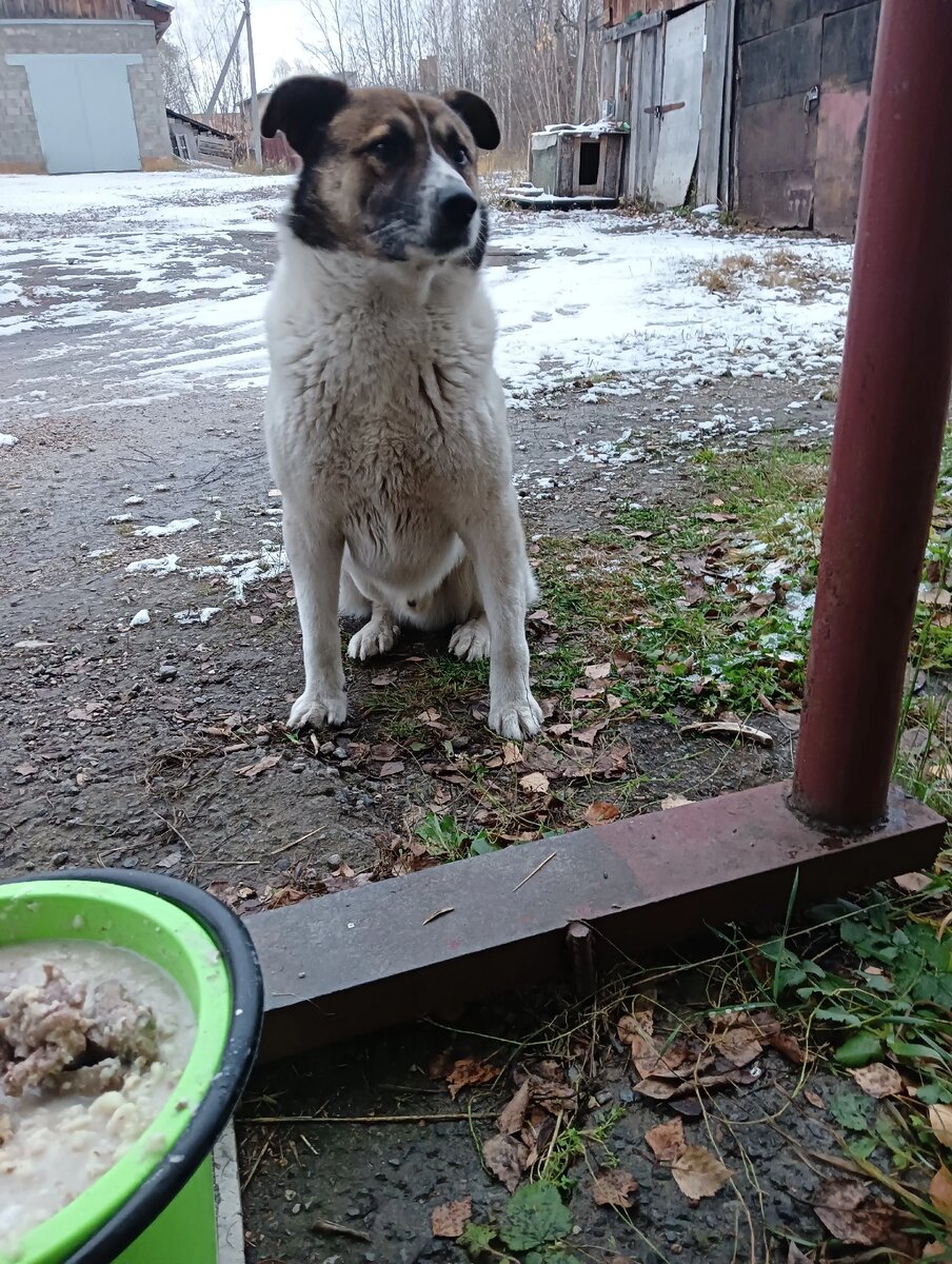 Муха ждет обед 
