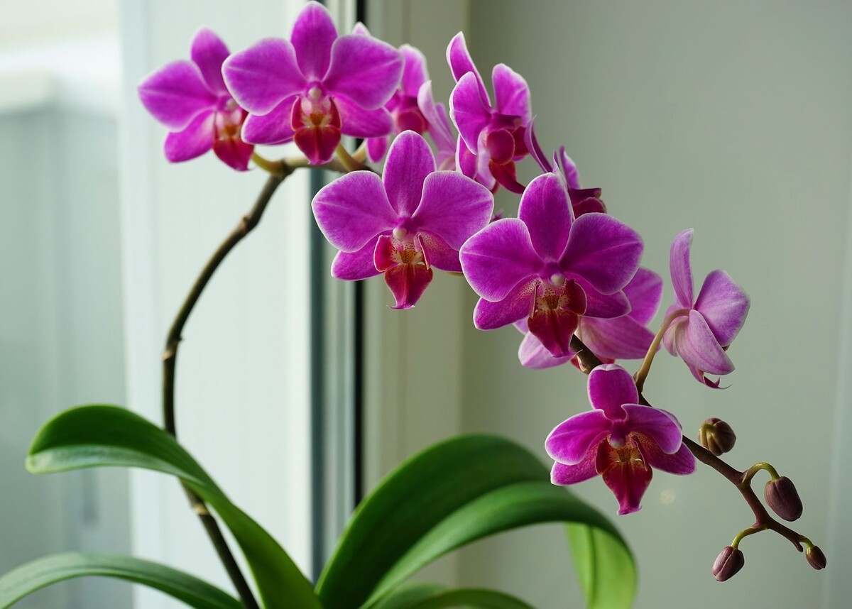 Фаленопсис (лат. Phalaenopsis)
