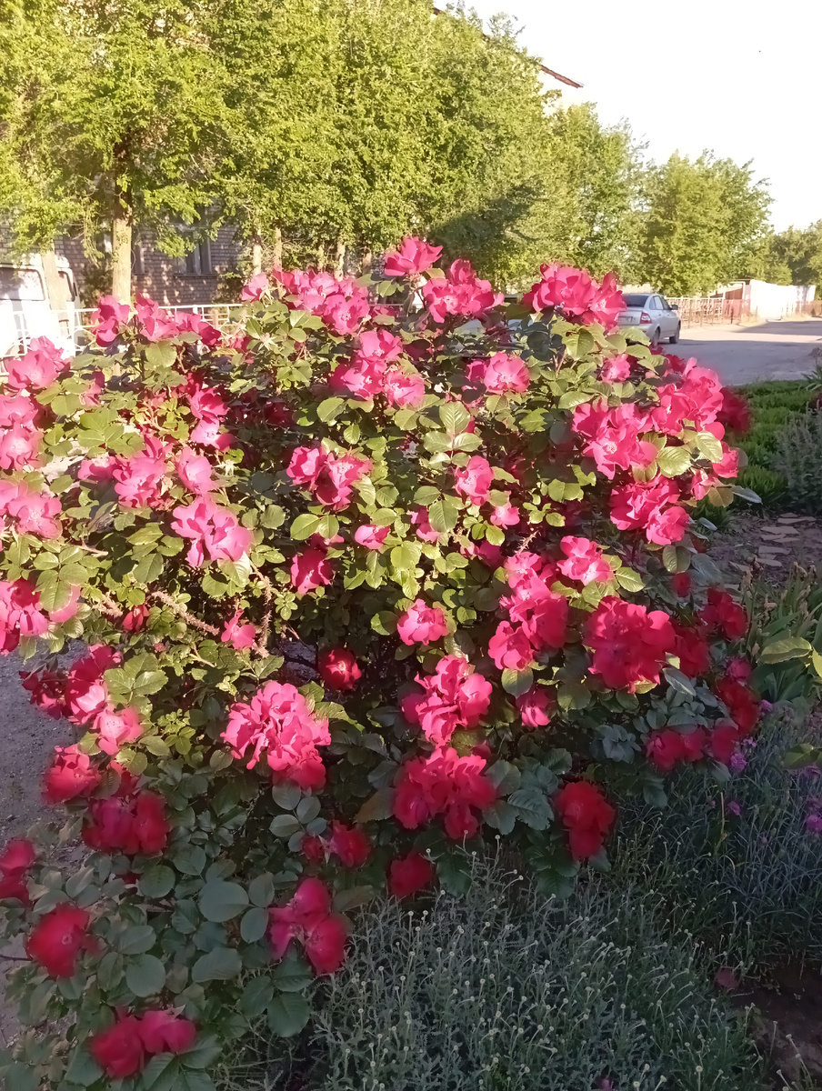 Розы растут у соседей, их много. 