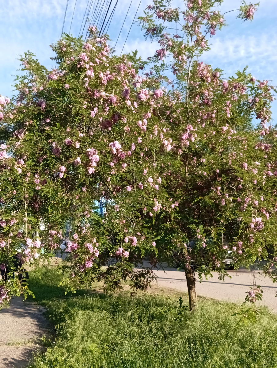 Дерево акация с сиреневыми цветами. 