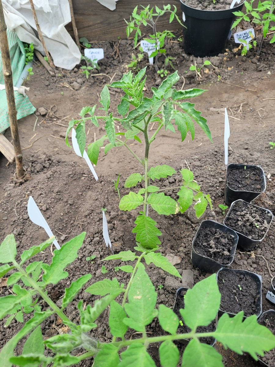 Пока помидоры живут в теплице с перцами в горшках и рассадой бахчевых