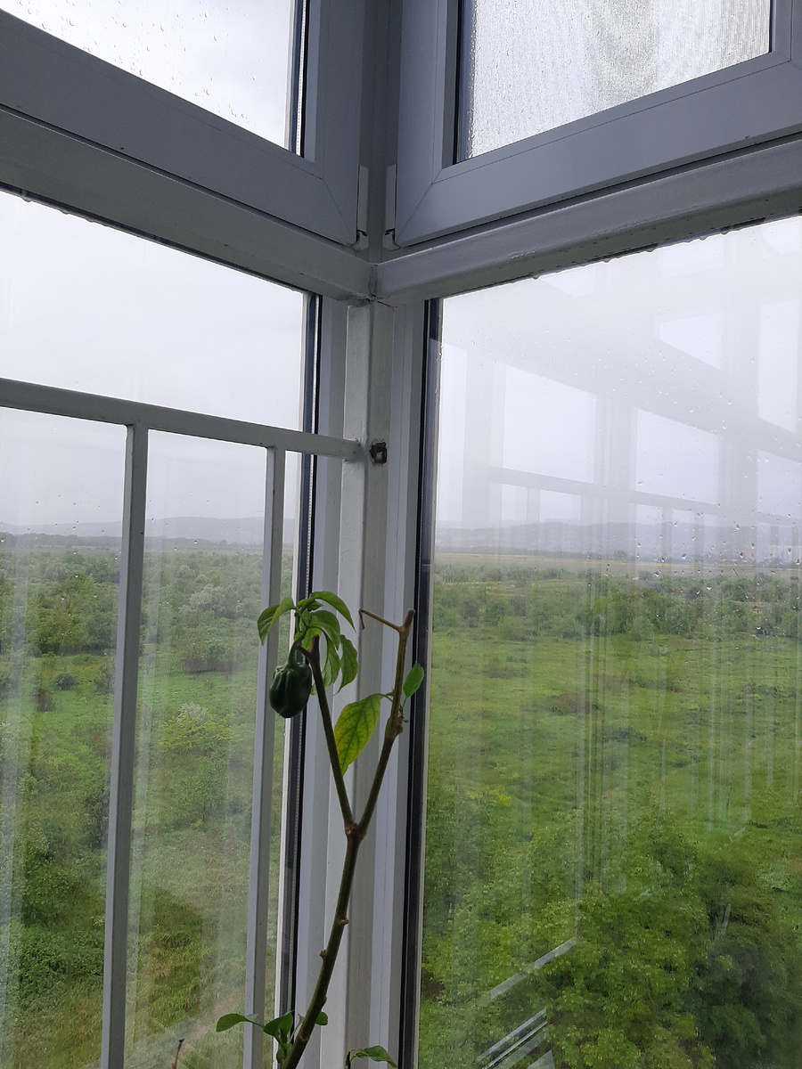 Даже мой пока единственный перчик приуныл, ему солнышка хочется