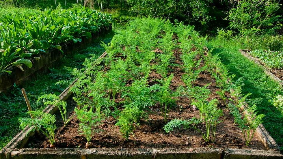 Результат правильного выращивания моркови