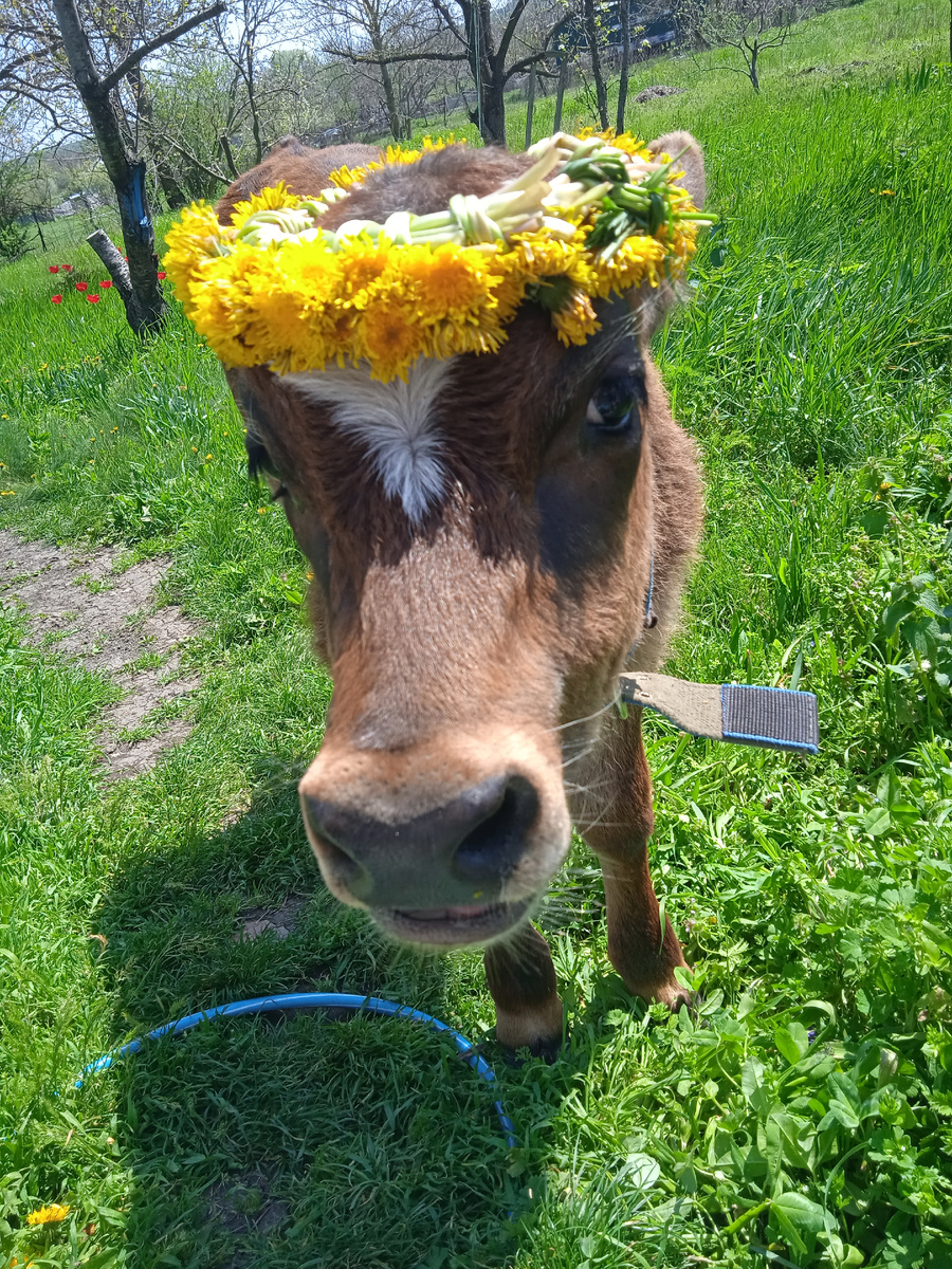 Не телочка не Марты)😂