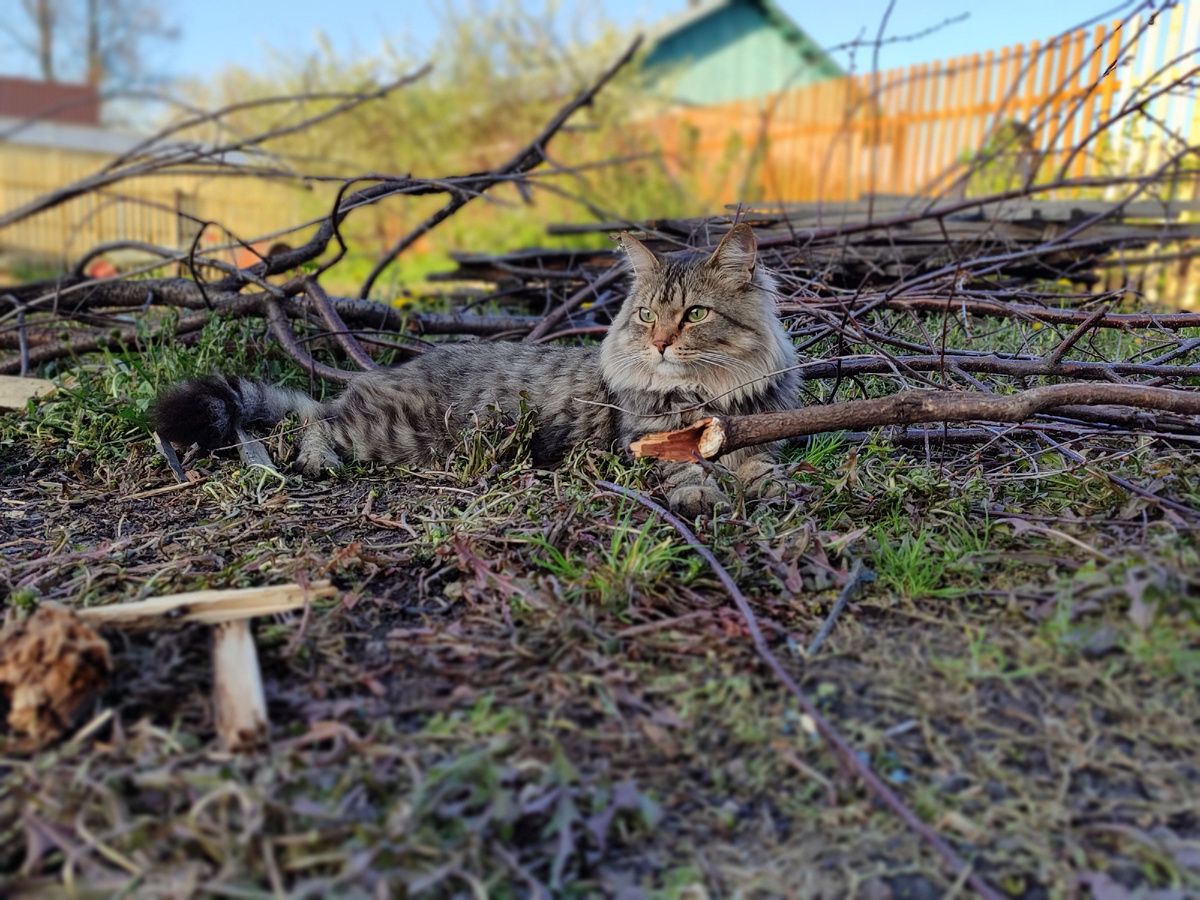 Кот Мася в естественной среде обитания