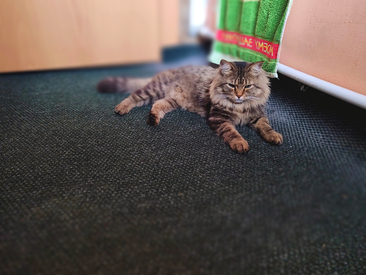 Мася меня караулит