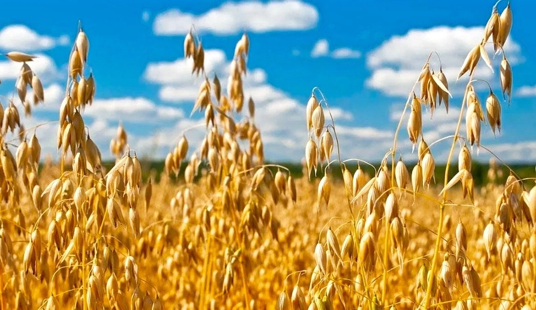 Поле засеянное овсом.