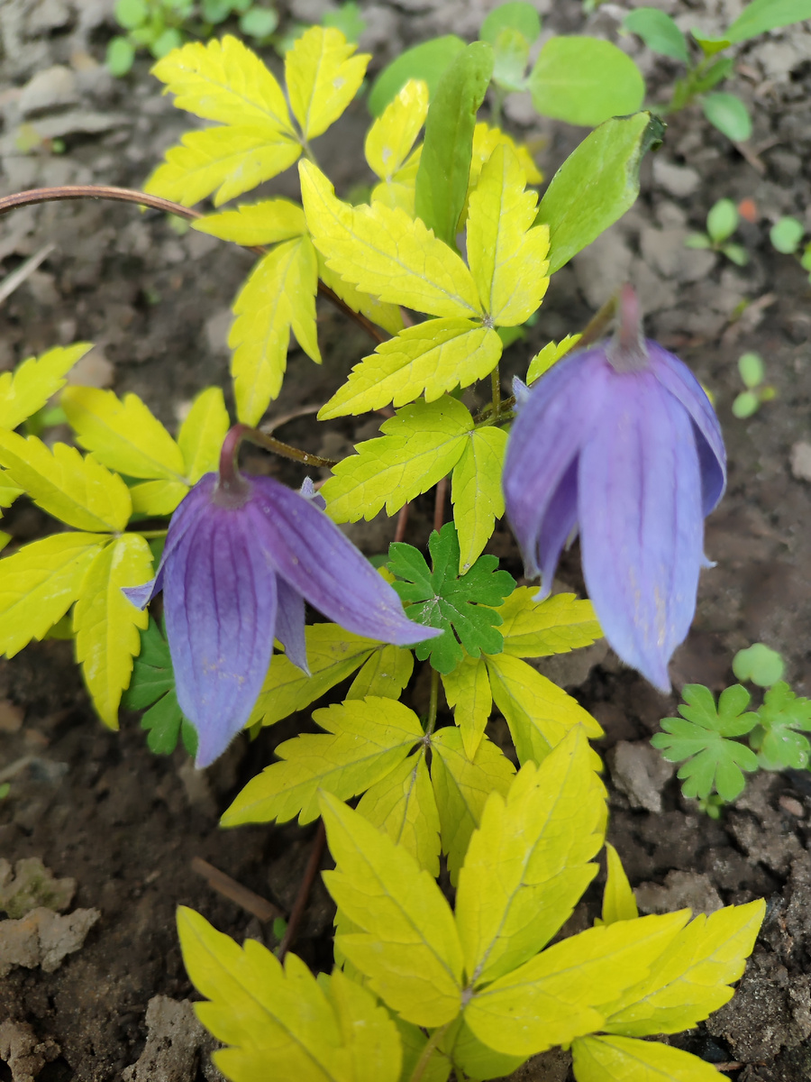 Княжик Столвик Голд. 