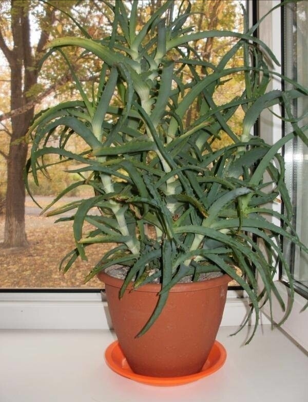 Ало́э древови́дное (лат. Alóe arboréscens, в просторечии «столетник») 