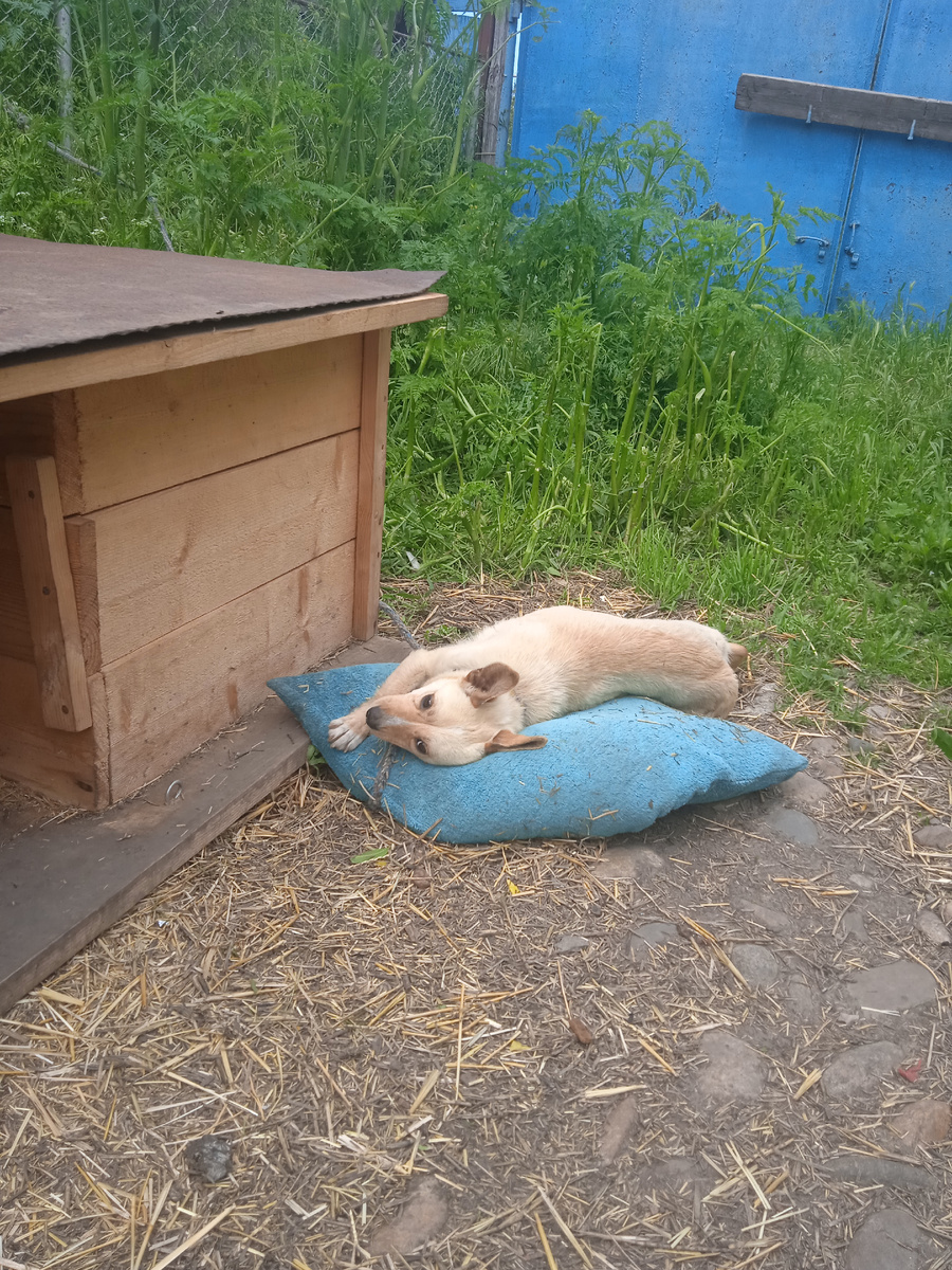 Любит свою подушку) Каждый день вытаскивает ее из будки и даже в дождь будет на ней лежать пока я обратно не закину.