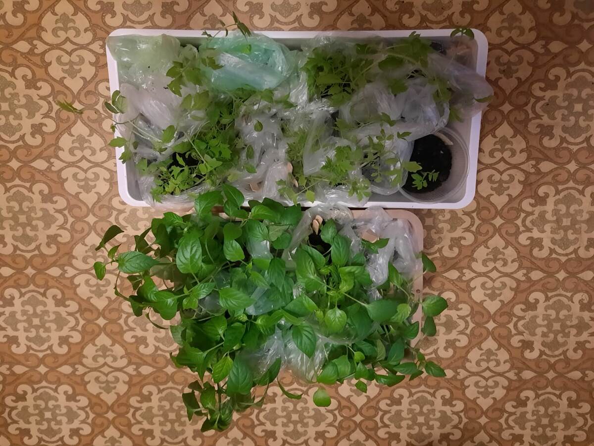 Рассада готова к переезду за тысячу километров