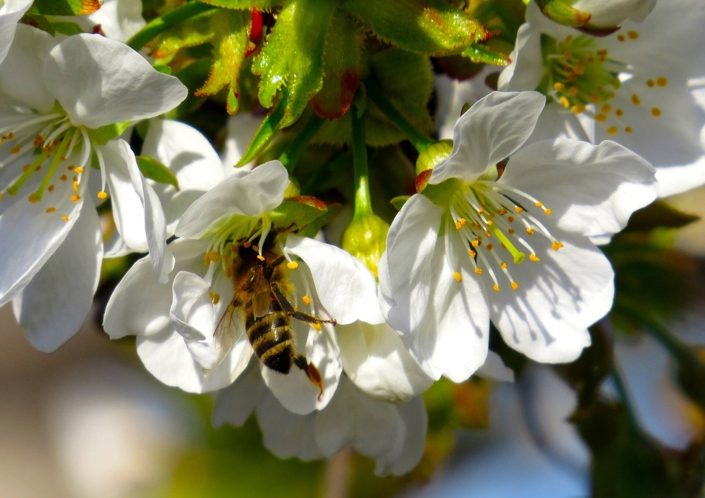 Работы, выполняемые в начале главного медосбора