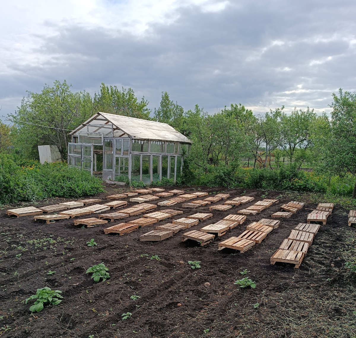 Думаете, что под ящиками? Капуста! Рассадили и укрыли от жары. А жары и нет! Хорошо, для рассады в самый раз!