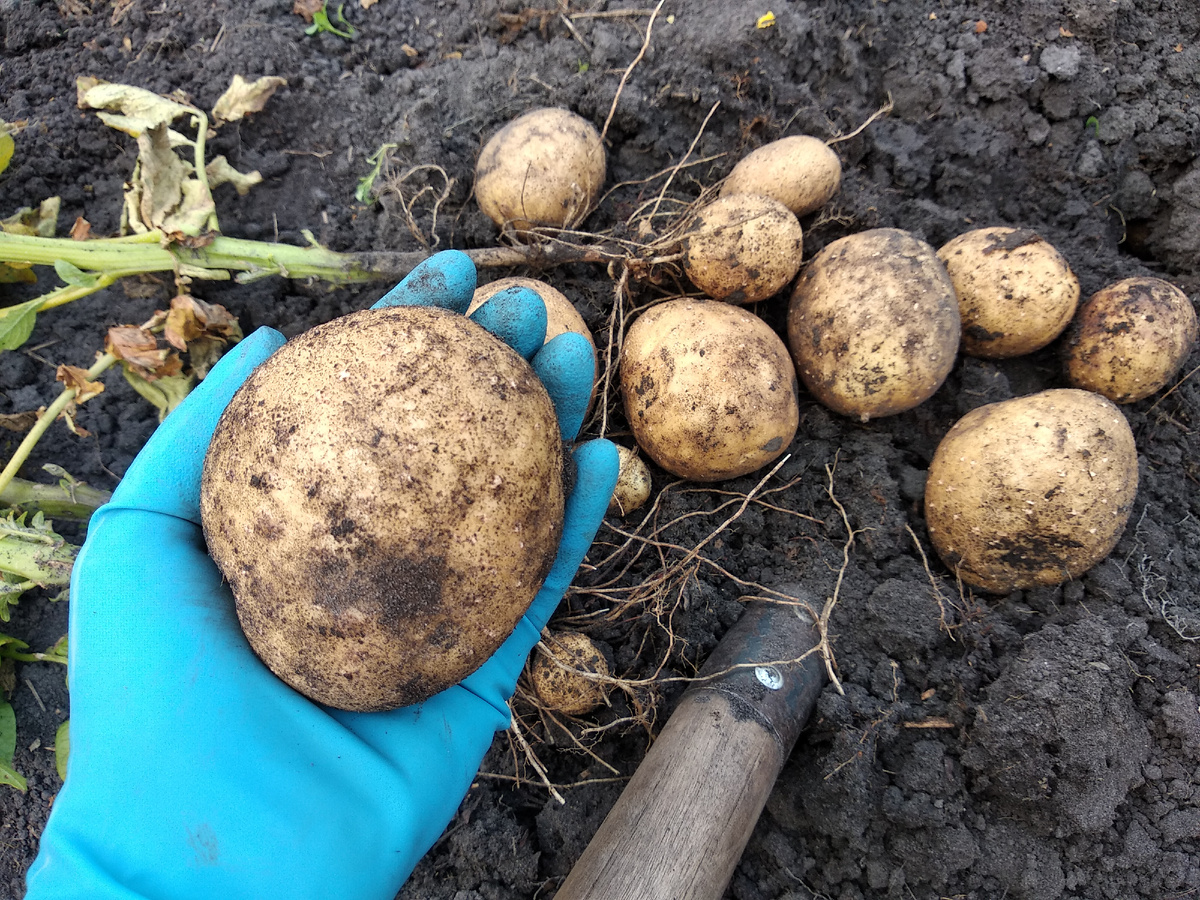 Не уверена, что на фото картофель именно сорта Адретта, но очень похож (фото нашла у себя в архиве).