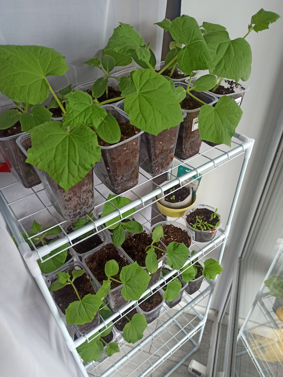  Трехнедельная рассада огурцов