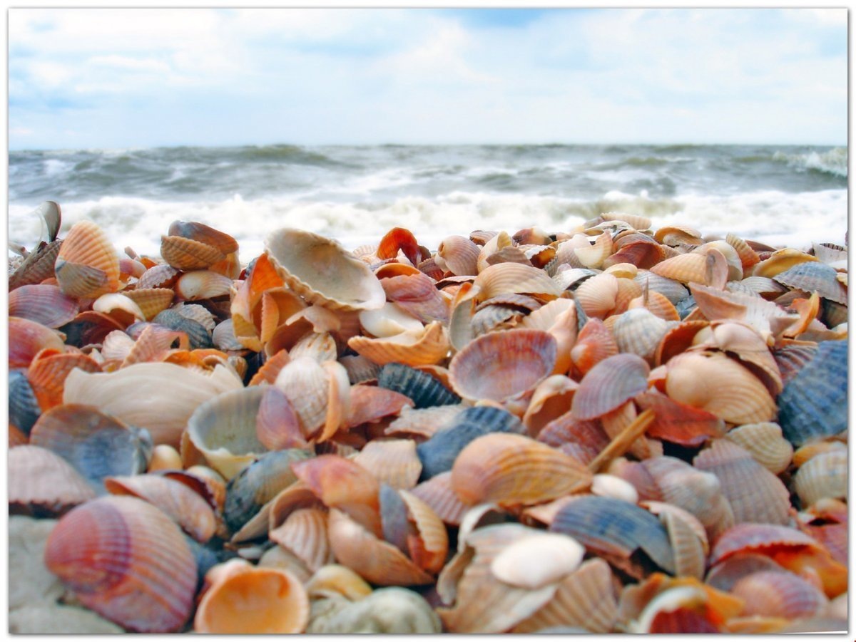 Обилие розоватых ракушек окрашивает ракушечник в розовый цвет, который особенно интенсивным становится на закате. Фото из сети