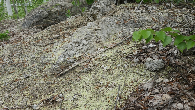 Россыпь кристаллов серы прям вдоль дороги. Даже спуститься не успели в карьер