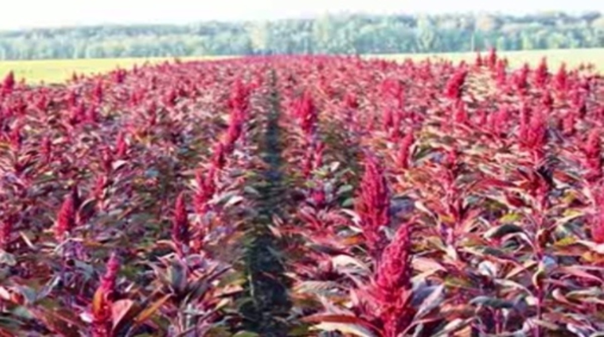    У пшеницы и свеклы на курских полях может появиться конкурент – амарант