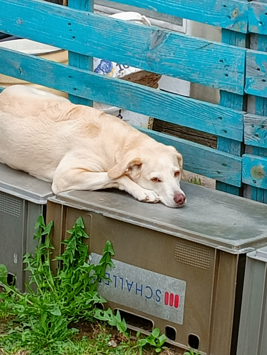 Печальная Тильдочка. Давит хозяйке на совесть.