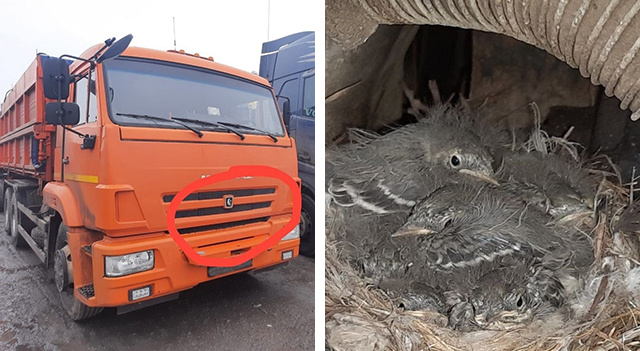    Семья белых трясогузок соорудила гнездо в самом неожиданном месте – за радиаторной решеткой грузовика